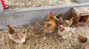 8K views · 80 reactions | We have secured a Buff Sussex cock, all those who are in love with this rare breed expect chicks soon. As you know we have been raising hens without a cock now the real job starts | Nhemachickens & Hatcheries | Facebook