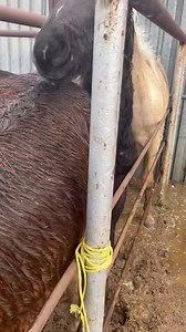 Auction Horses Rescue on Reels