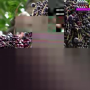 The benefits we can obtain from Acai berries. | All about health and nutrition