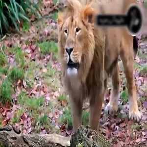 6.1K views · 28 reactions | His lion has approached wild alligators and this is its grim fate | Animal Channel Videos | Facebook