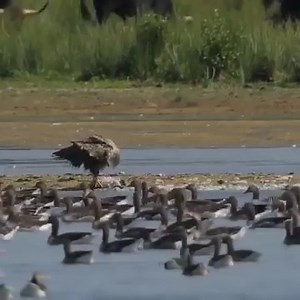 White tailed Eagle hunts Goose | የመምህር ሄኖክ ኃይሌ ስብከቶች