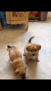 139K views · 10K reactions | Chote chote殺殺 . . . . #dog #puppy #cutedogs #viralreels #funnydogs #love | Princetiger Labb | Facebook