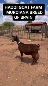 187K views · 2.4K reactions | Murciana Breed Of Spain Milking Goats ❤️ Haqqi Goat Farm  #fypシ゚viralシ #fbreels #viralreelsfb #reelstrending #reelsfyp #trendingreels #trendingreelsvideo #fypシ #reelschallenge #fypシ゚ #foryou #new #viral #moodchallengemoodchallenge #bollywood #goatsofinstagram #goatlife #goats #trendingvideo #trend #trendingnow #reelsviralfb #reelkarofeelkaro #reelsvideoシ #cutenessoverload | Haqqi Goat Farm | Facebook