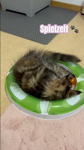 Spielzeit 🐾 | süße Kätzchen spielen