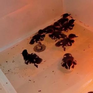 These 11 Common Merganser ducklings were found wandering around downtown Barre without a parent. Thank you to all the members of the public who spent time running around trying to catch them all! Our Center for Wild Bird Rehabilitation is accepting baby waterfowl at this time. Highly Pathogenic Avian Influenza is still a concern in wild bird populations so our center is unable to accept adult waterfowl, but you can always give us a call at 802-359-5001x212 for assistance if you find a bird in ne