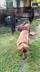 Dog Fetching and Puppy Cuddles: Labrador Drakey Playing Outside