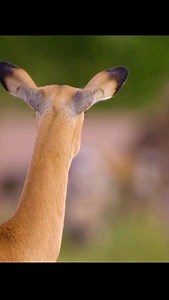 34K views · 8.4K reactions | Amazing Facts About the Impala •The...