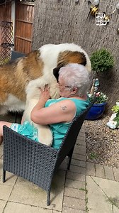 5Saint Bernard Tries Giving Grandma Puppy Kisses | Tki Tkw Taiwan Hongkong Jepang Arab Saudi Malaysia