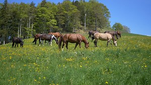 Moon, Satellite, Space, Crater