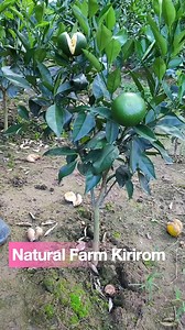 2.4K views | #EP92 Fruit tree grafting technology sharing citrus grafting in early SPRING? | DIY Fruit Tree Grafting 2025!! #graftingskills #pruning | Natural Farm Kirirom | Facebook
