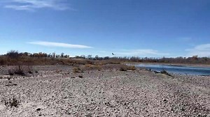 14K views · 1K reactions | This adult female Bald eagle was found a...