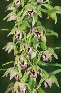 Epipactis helleborine - Alchetron, The Free Social Encyclopedia