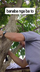 #blogger banaba tree | RoadTrucker