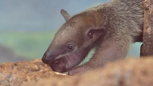 Tamanduas have a sticky tongue that is nearly 16 inches in length. It is perfectly shaped to slurp up termites and ants deep within logs and anthills. While our tamandua pup is still nursing from Micah, they have started to stick their tongue out to investigate whatever mom is eating. #TongueOutTuesday #Tamandua #ZooBabies | Los Angeles Zoo
