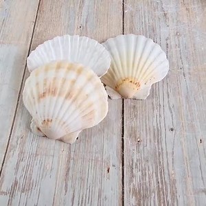 Natural Scallop Shells | Cleaned & Ready for Use | Available in Medium (10-11cm)   Large (12-13cm) Size | Perfect for Crafts, Decor and More - Etsy UK
