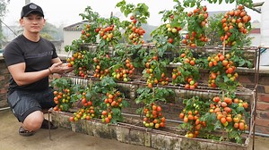 Tomato Growing Tip Water-Free Huge Harvest | Balcony Garden Ideas