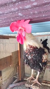 6.7K views · 73 reactions | Adorable My Rooster Crowing Sounds |...