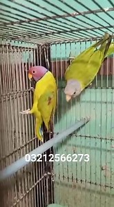 Plum headed parakeets. Call 03212566273 whatsapp 03071101738 wa.me/3071101738 #syedovaisbilgrami | Syed Ovais Bilgrami | Facebook