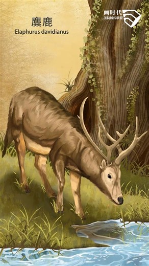 The illustrations of 40 rare animals of China have been brought to life by AI! Check out the video and experience the gentleness and wonder of these living creatures! | China Culture Palette