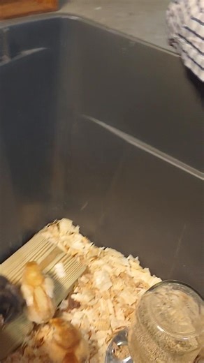 25 reactions | Matthew 23:37 | First Baptist of Lexington | Facebook