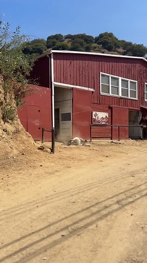 sunday funday #sunsetranchhollywood #hollywood #hollywoodsign #horses #minidonkey #funnyvids | Sunset Ranch Hollywood