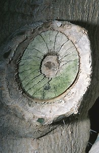 Is Outdoor Latex Paint an Effective Sealer for Pruning?