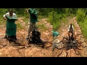 Video: Snake catcher releases hundreds of snakes into the wild
