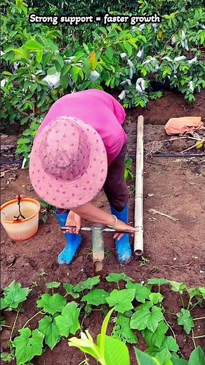 Easy Trellis Setup for Faster Plant Growth#farming #gardening