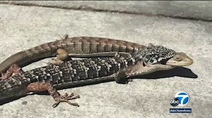 These SoCal lizards bite their partner in the head during sex
