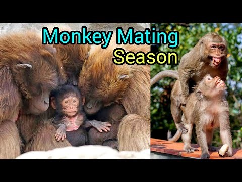 “Monkey Mating Season Explained – Nature’s Secret of Love and Life”
