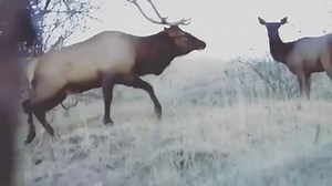 Smoked! 3 people, behind one decoy? Amazing what can happen when you show them what they’re expecting to see! #stalkerdecoys #elkhunting #archeryelk #elkdecoy #spotandstalk #ultimatepredatordecoy #bowhunting #bowhuntingdecoys | Ultimate Predator