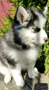 - Bambou Mâle pomsky noir et blanc Type F1B Gabarit adulte : 9-10 kilos Yeux bleus 💙 Disponible bientôt 🤩 Contactez nous au 📞06.47.02.31.25 En savoir plus => 📩 https://spitzpomeranian.com #pomdamour #spitznain #pomsky #spitzpomeranian #pomeranian #pomeranien #husky #instapom #instapomeranian #pomeranianworld #pomeranianpage #bordeaux #paris #france #chiot #chien #amour #puppiesofinstagram #puppylove #puppies #LouloudePoméranie | SpitzPomeranian