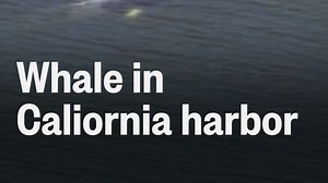 Whale wanders into Long Beach Harbor in California