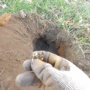 18K views · 56 reactions | Jackpot! Its Gold Nugget! | GO finder | Facebook