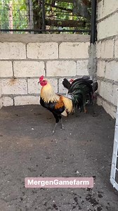 For National 👌Popeye Grey over Sue Wilson Gilmore HatchPowered By:Battlecock Egg1000SA BATTLECOCK LAGE KANG LAMANGDISCLAIMER: No animals were harmed while posting this video for breeding purposes and show only.#Mergengame2023-2024 | Mergen GF
