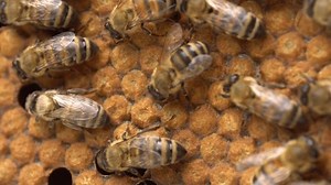 Cellules de couvain d'abeilles coiffées. Une : vidéo de stock (100 % libre de droit) 3595452833 | Shutterstock