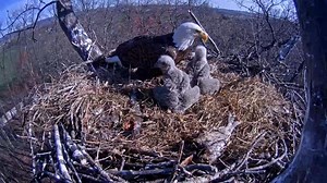 Bald eagle nestcam begins livestreaming December 3 from Hanover nest