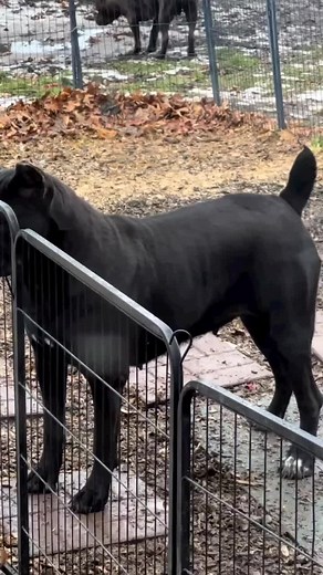 Alpha Z Kennels on TikTok