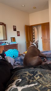 A needy widdle boy sings a jingle 🩹🎶☺️ (sung before but it’s the one that popped into my head😆) | The daily adventures of Gilligan & Skipper