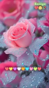 4.1K views · 3.1K reactions | যত আমি চেয়েছি গো তোমাকে ততো বেশি #reelsfb鹿❤️♥️ | Saniya Khatun | Facebook