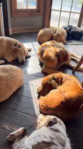 Holiday weekend nap time! 💤 after about 4 straight hours in the pool! | Lucky Puppy