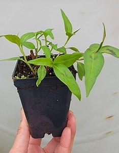 Vietnamese Coriander, Persicaria Odorata, Rau Răm Herbs Live Plant (2.5" Pot) - Etsy