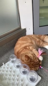 27 reactions · 10 comments | #catofthemonth #slowmotion Sunday with Sid 冀 Name - Sid  Age - 6 years (approx) Sex - Male Likes - people, fuss, playing and food 襤 Dislikes - sharing food!  Time at animal centre - since Dec 2022  https://www.rspca.org.uk/local/birmingham-animal-centre/findapet/details/SID/239638/rehome | RSPCA Birmingham Animal Centre and Hospital | Facebook