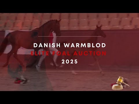 DANISH WARMBLOOD ELITE FOAL AUCTION 2025