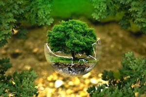 Plantas angiospermas y gimnospermas