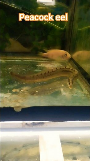peacock eel 🐠 fish