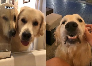 596K views · 13K reactions | Whats the difference between a golden and a stage 5 clinger? NOTHING haha!!! | Charlie The Golden | Facebook