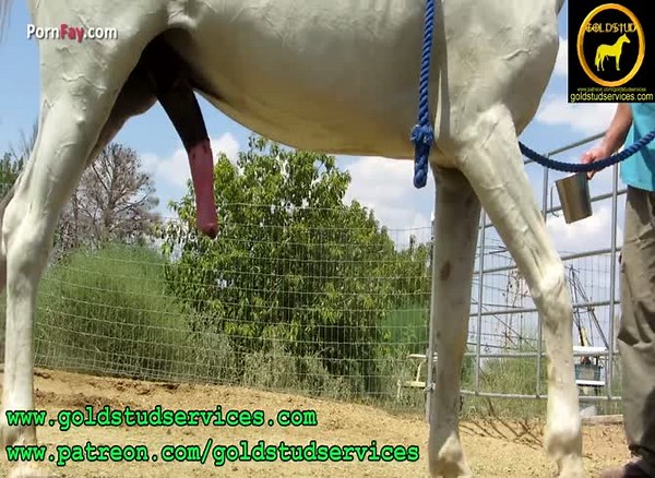 Horses Horse Semen Ground Collection With No Horse Handler
