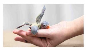 Ultimate Baby Parrot Care Guide: Expert Tips For Raising Healthy Chicks
