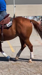 7K views · 371 reactions | Thank you @tr.barrelhorses for choosing CSI Saddle Pads. CSIPADS.COM #csichamp #csipads #saddlepads #handmade #USA #horse #westerntack #rodeo #cowgirl #barrelracer #tack | CSI Saddlepads | Facebook